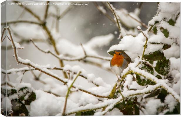Robin sitting in a snow covered tree Canvas Print by Claire Castelli
