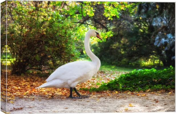 Swan Walking in Park Canvas Print by Artur Bogacki