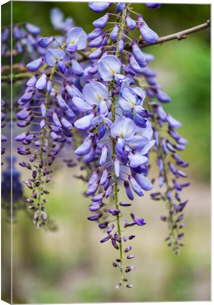 Chinese Wisteria Sinensis Blooming Flower Canvas Print by Artur Bogacki