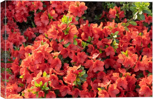 Rhododendron Geisha Orange Flowers Canvas Print by Artur Bogacki