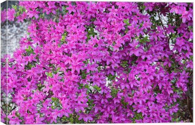 Rhododendron Nova Zembla Flowers Canvas Print by Artur Bogacki