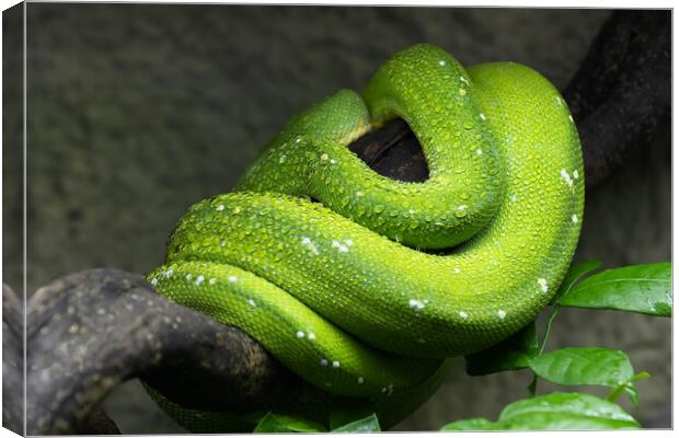 Green Tree Python Coiled Up On Branch Canvas Print by Artur Bogacki