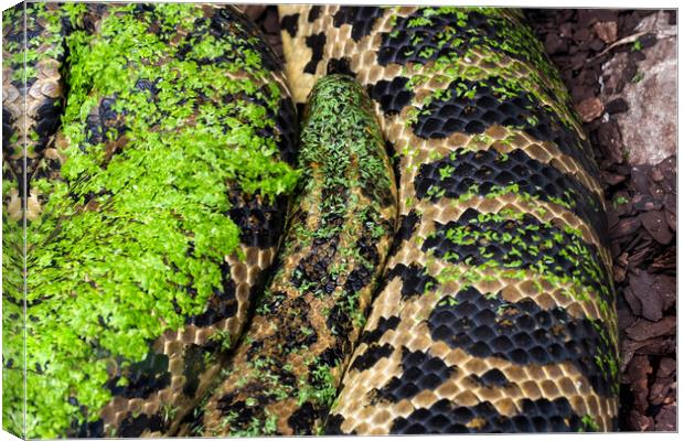 Yellow Anaconda Snake Canvas Print by Artur Bogacki
