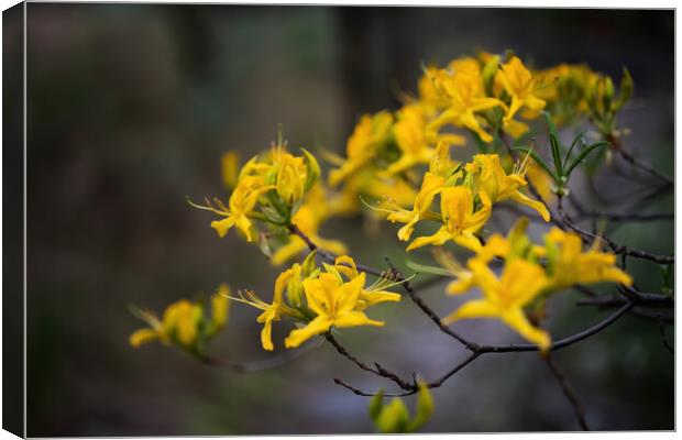 Rhododendron Luteum Blooming Yellow Flowers Canvas Print by Artur Bogacki