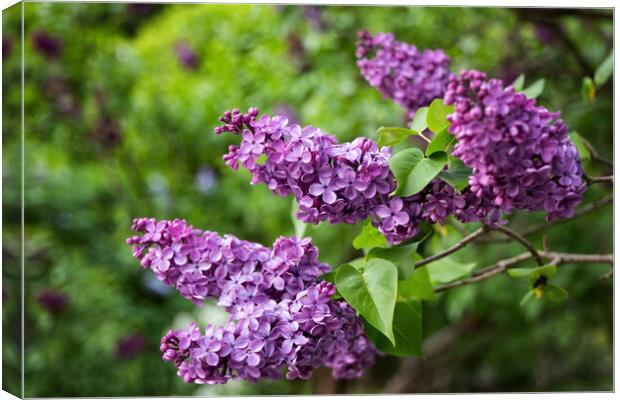 Syringa Vulgaris Common Lilac Blooming Flowers Canvas Print by Artur Bogacki