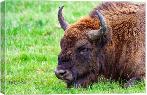 European Bison Portrait Canvas Print by Artur Bogacki