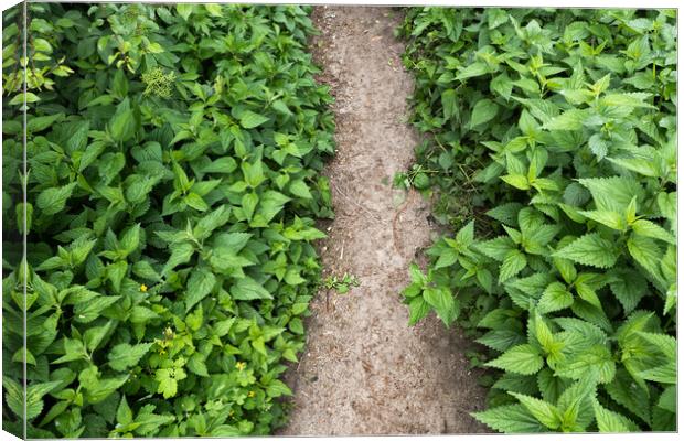 Path With Lush Nettle Plants Canvas Print by Artur Bogacki