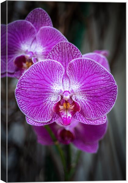 Phalaenopsis Orchid Purple Flower Canvas Print by Artur Bogacki