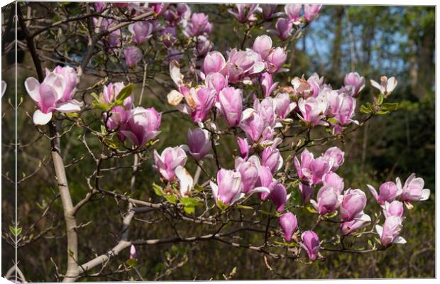 Magnolia Flowers Canvas Print by Artur Bogacki