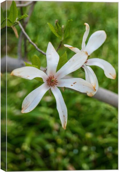 Magnolia Kobus Flowers Canvas Print by Artur Bogacki