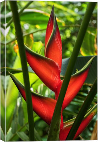 Heliconia Bihai Red Palulu Flower Canvas Print by Artur Bogacki