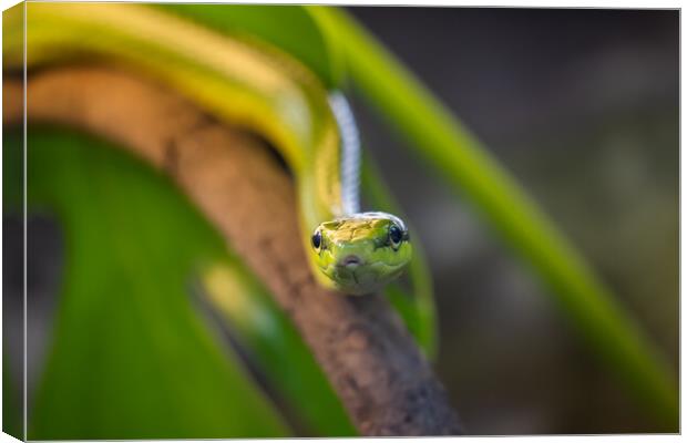 Red-tailed Racer Snake On Tree Branch Canvas Print by Artur Bogacki