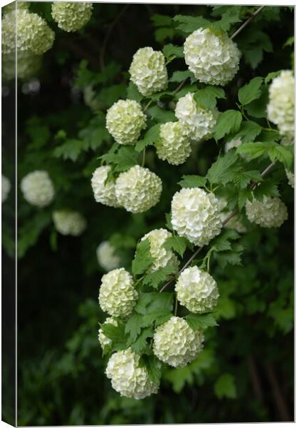 Viburnum Opulus Roseum Cranberrybush Flowers Canvas Print by Artur Bogacki