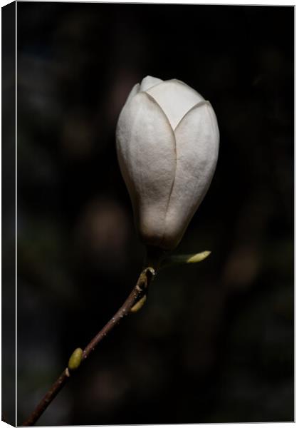 Magnolia Soulangeana Lennei Alba Flower Canvas Print by Artur Bogacki