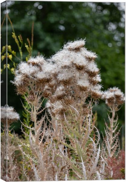 Ptilostemon Afer Canvas Print by Artur Bogacki