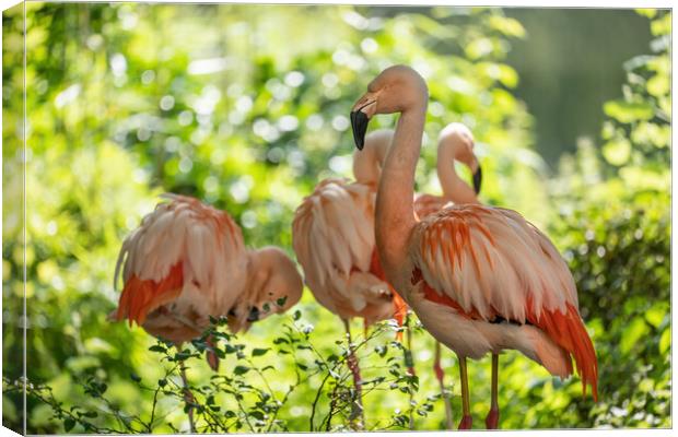 Chilean Flamingos Canvas Print by Artur Bogacki