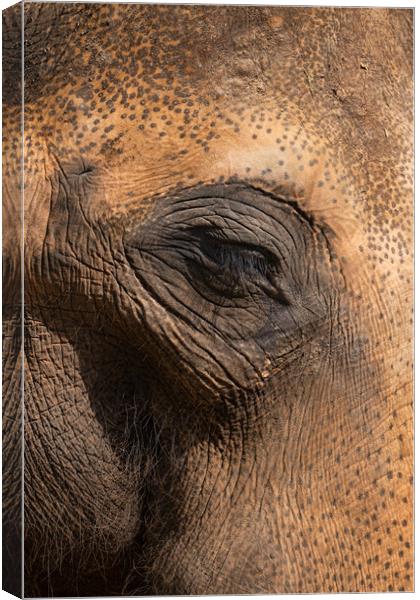 Asian Elephant Eye And Skin Details Canvas Print by Artur Bogacki