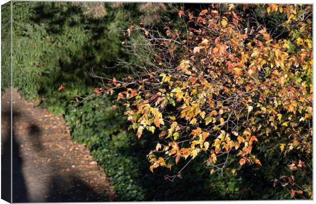 Sunlit Tree Twigs With Autumn Leaves Canvas Print by Artur Bogacki