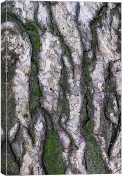 Black Pine Tree Bark Background Canvas Print by Artur Bogacki