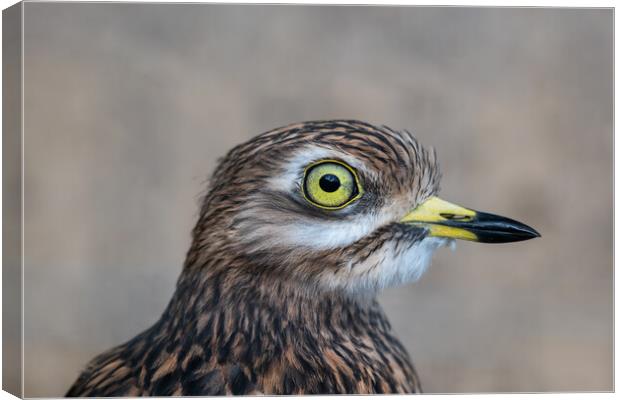 Eurasian Stone-curlew Bird Portrait Canvas Print by Artur Bogacki