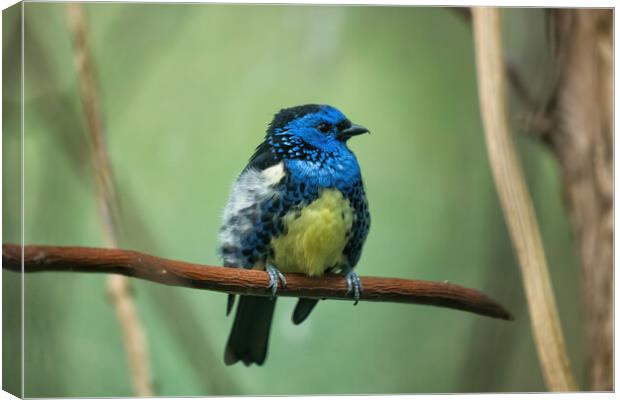 Turquoise Tanager Passerine Bird Canvas Print by Artur Bogacki