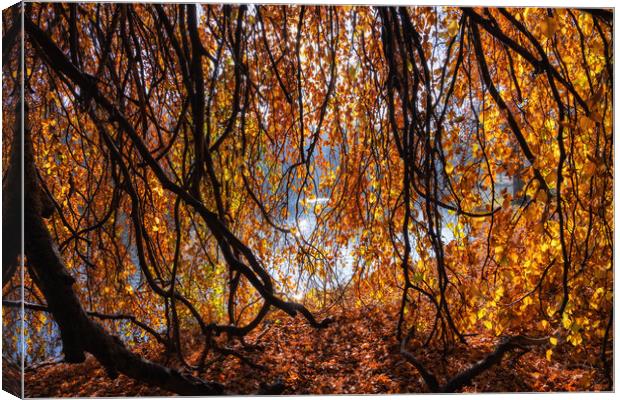 Old Lakeside Tree With Golden Autumn Sunlight Canvas Print by Artur Bogacki