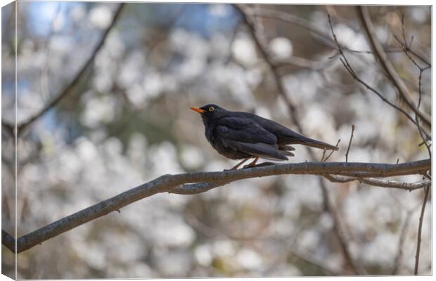 Eurasian Blackbird On Branch Canvas Print by Artur Bogacki