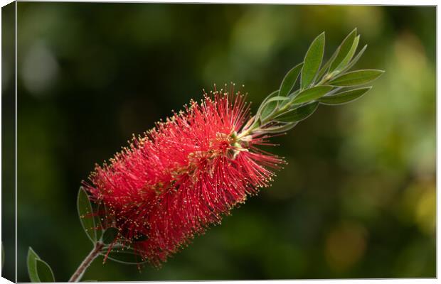 Callistemon Citrinus Red Bottlebrush Flower Canvas Print by Artur Bogacki