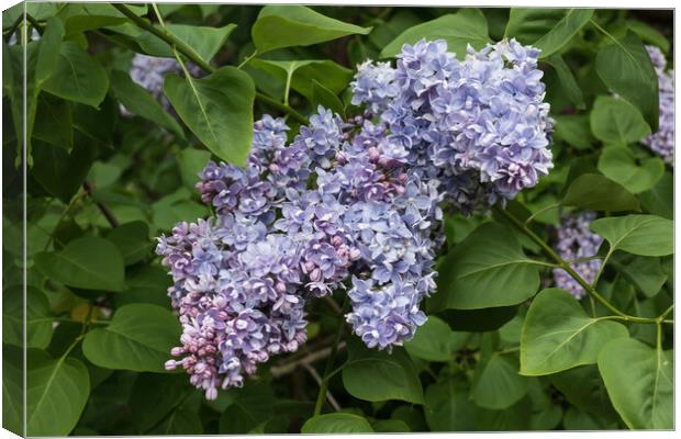 Common Lilac Syringa Vulgaris Flowers In Bloom Canvas Print by Artur Bogacki