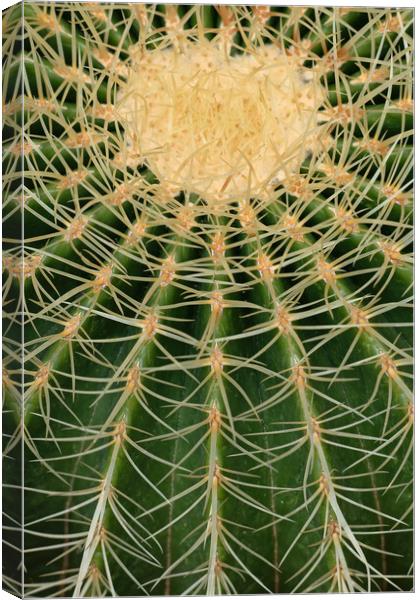 Barrel Cactus Abstract Batural Background Canvas Print by Artur Bogacki