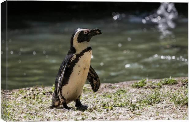 African Penguin By The Water Canvas Print by Artur Bogacki