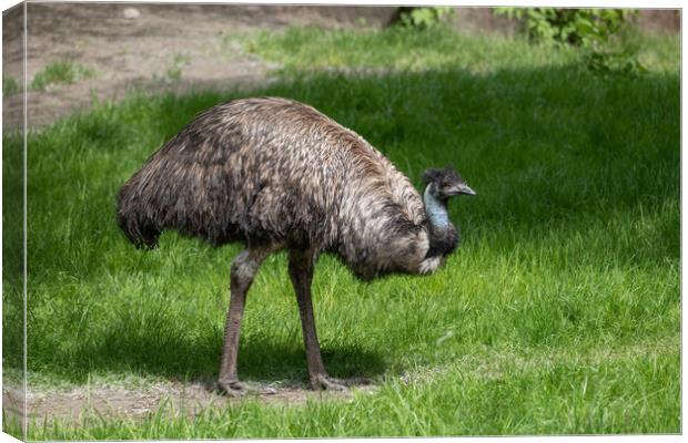 Emu Bird In The Meadow Canvas Print by Artur Bogacki