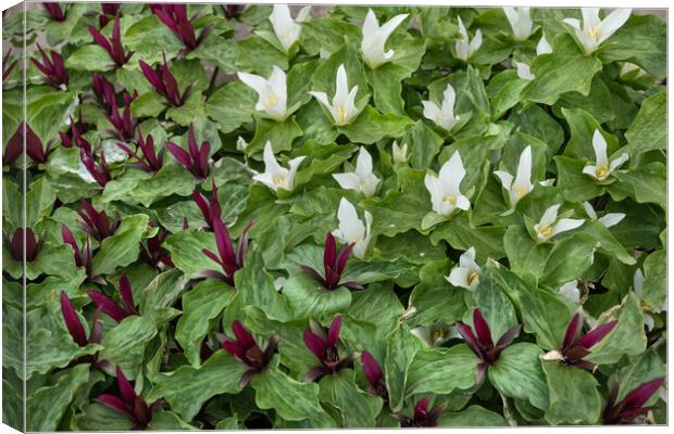 Giant Trillium With Blooming Flowers Canvas Print by Artur Bogacki