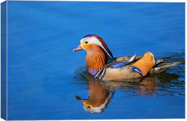 Mandarin Duck Swimming In Lake Canvas Print by Artur Bogacki