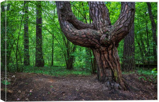 Old Pine Tree In Trident Shape Canvas Print by Artur Bogacki