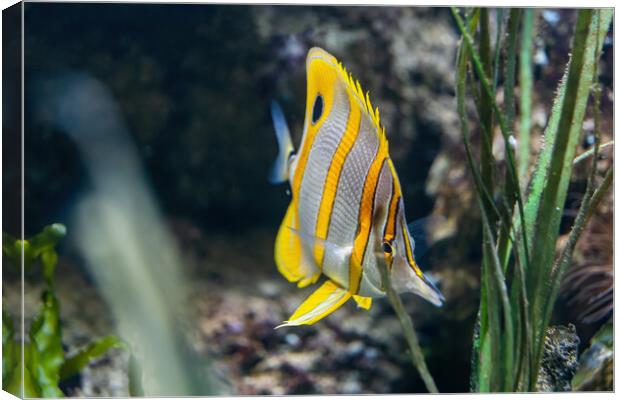The Copperband Butterflyfish Canvas Print by Artur Bogacki
