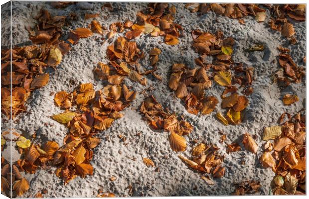 Fallen Autumn Leaves In Sand Canvas Print by Artur Bogacki