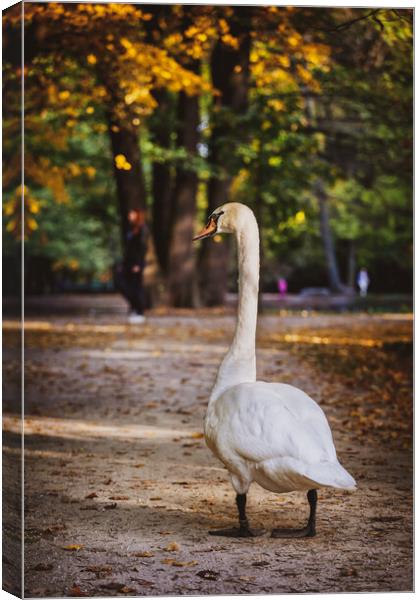 Swan In Lazienki Park In Warsaw Canvas Print by Artur Bogacki