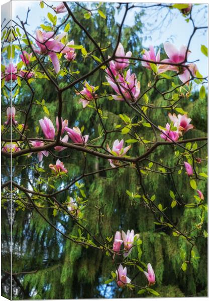 Blooming Magnolia Soulangeana Burgundy Flowers Canvas Print by Artur Bogacki