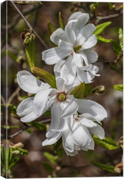 Star Magnolia Flowers Canvas Print by Artur Bogacki