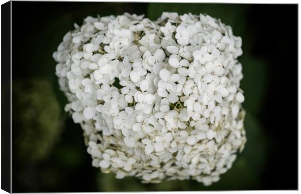 Hydrangea Arborescens White Flowers Canvas Print by Artur Bogacki