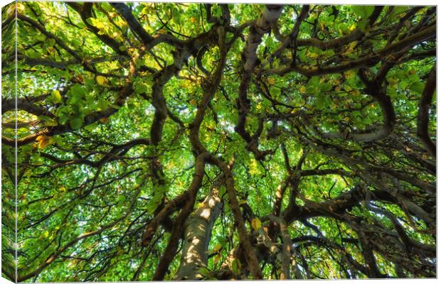 Majestic Canopy Of An Old Tree Canvas Print by Artur Bogacki