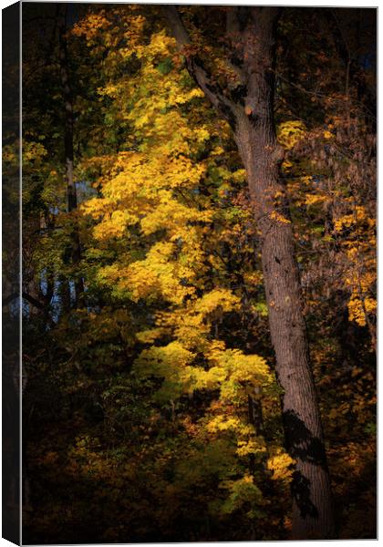 Sunset Tree In Autumn Forest Canvas Print by Artur Bogacki