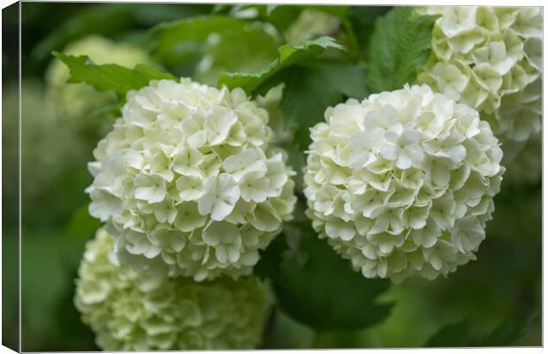 Blooming Flowers Of European Cranberrybush Canvas Print by Artur Bogacki