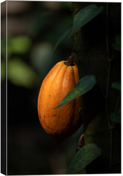 Fruit On Theobroma Cacao Tree Canvas Print by Artur Bogacki