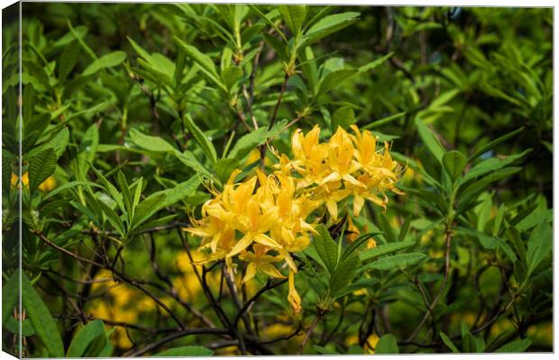 Rhododendron Luteum Sweet Flowers In Bloom Canvas Print by Artur Bogacki