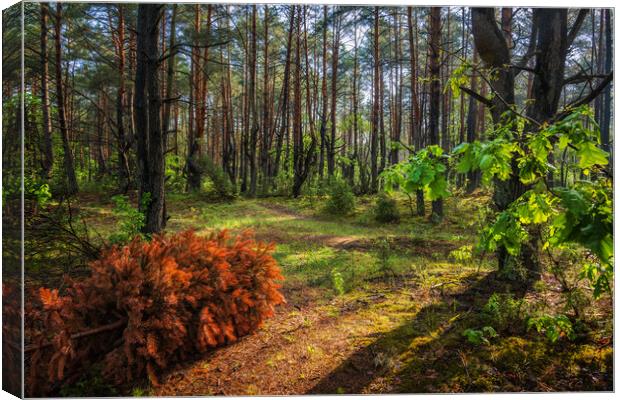 Kampinos Forest At Sunrise In Poland Canvas Print by Artur Bogacki