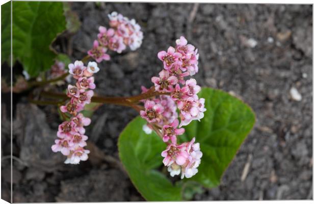 Winter Begonia Bergenia Ciliata Flower Canvas Print by Artur Bogacki