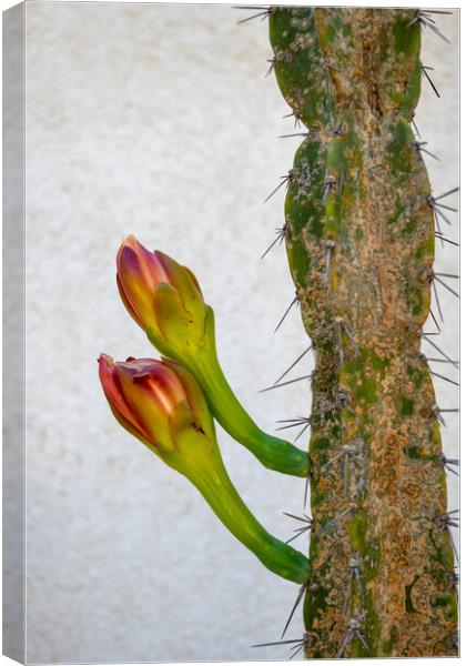 Cereus Hildmannianus Cactus With Flowers Canvas Print by Artur Bogacki