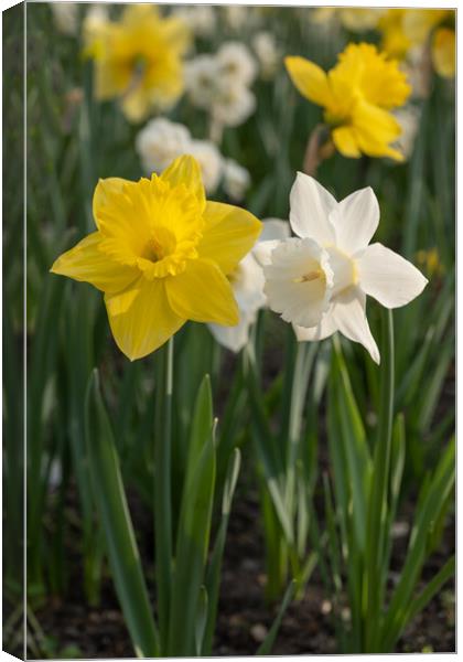 Narcissus Daffodil Yellow And White Flowers Canvas Print by Artur Bogacki